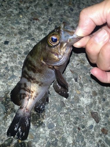 メバルの釣果