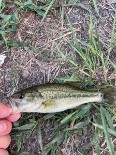 ラージマウスバスの釣果