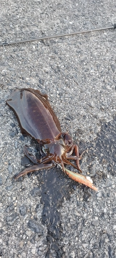 アカハタの釣果