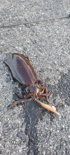 アカハタの釣果