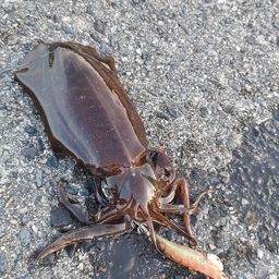 アカハタ