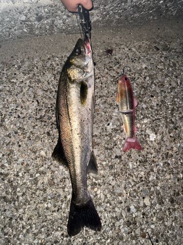 シーバスの釣果