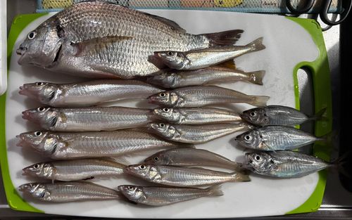 キスの釣果
