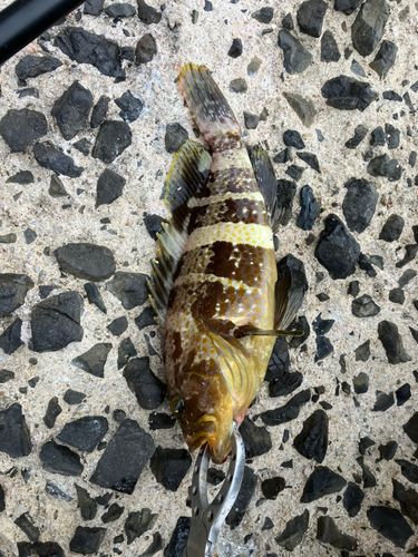 アオハタの釣果