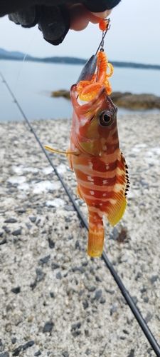 アカハタの釣果
