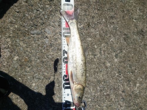 ウグイの釣果