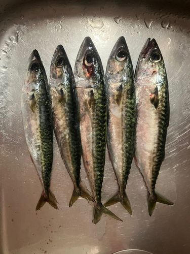 サバの釣果
