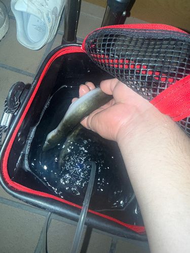 ウナギの釣果