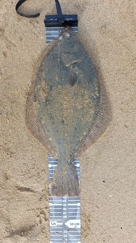 イシガレイの釣果