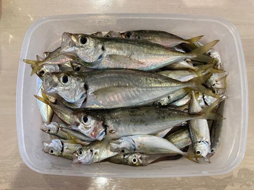 アジの釣果