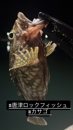 カサゴの釣果