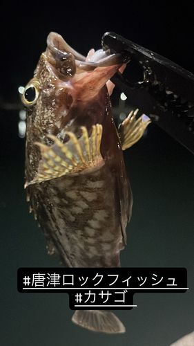 カサゴの釣果