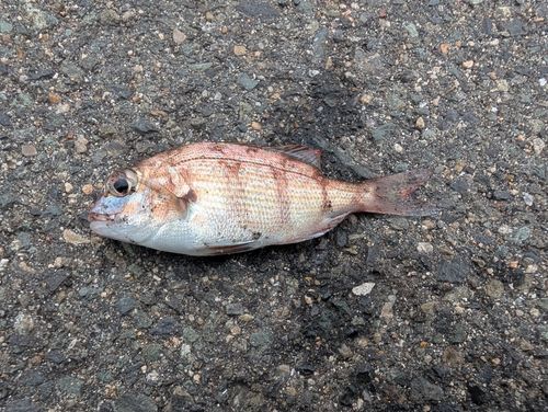 チャリコの釣果