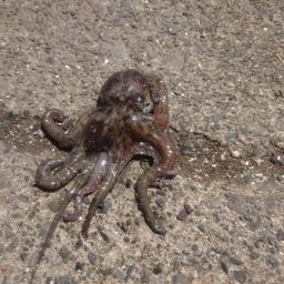 タコ