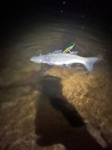 ボラの釣果