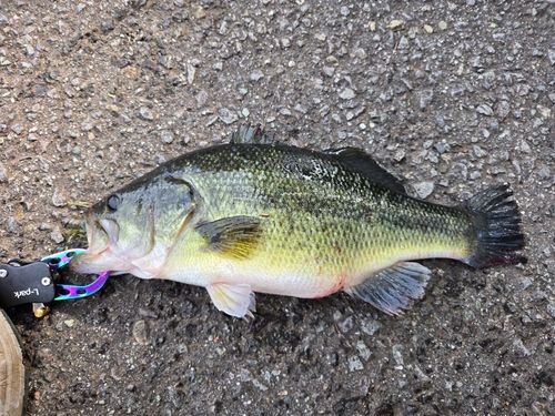 ラージマウスバスの釣果