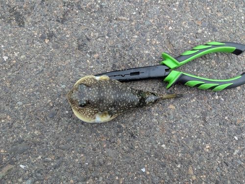 ショウサイフグの釣果