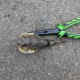 ショウサイフグ