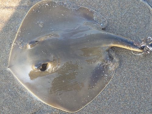 エイの釣果