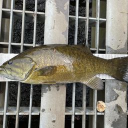 スモールマウスバス