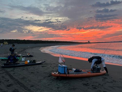 ホウボウの釣果