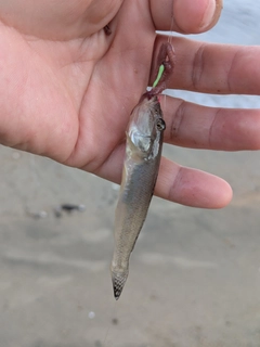 ハゼの釣果