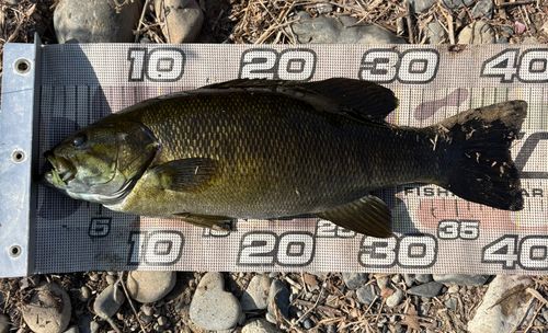 スモールマウスバスの釣果