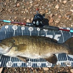 スモールマウスバス