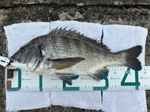 チヌの釣果