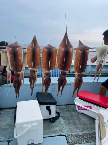 スルメイカの釣果