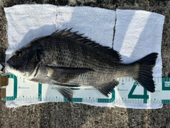 チヌの釣果