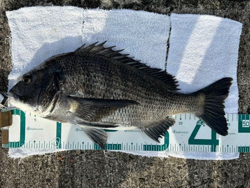 チヌの釣果