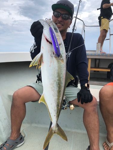 ヒラマサの釣果