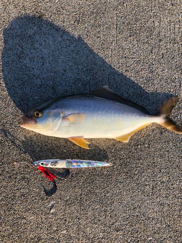 ショゴの釣果