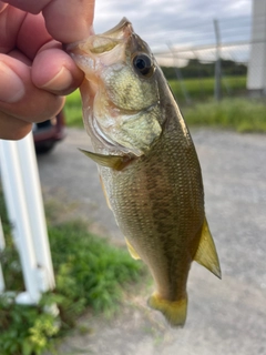 ラージマウスバスの釣果