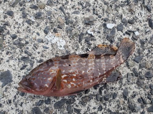 アコウの釣果
