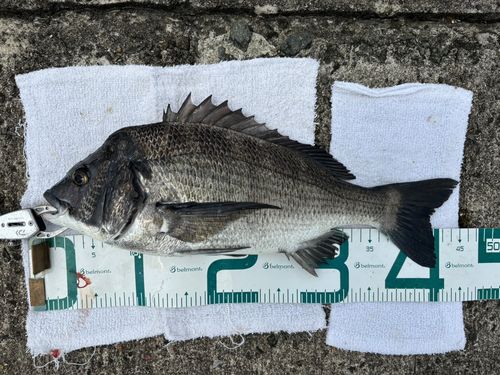 チヌの釣果