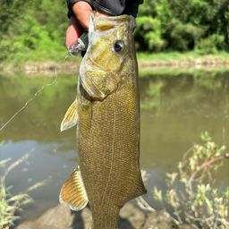 スモールマウスバス