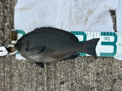 グレの釣果