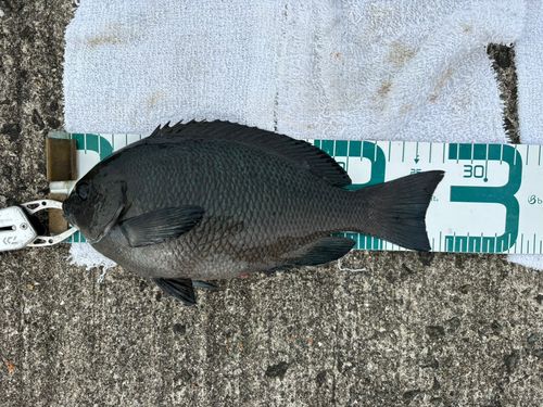 グレの釣果