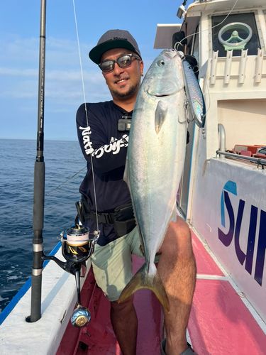 ワラサの釣果