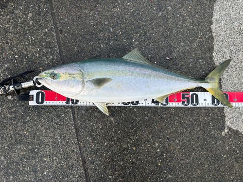 イナダの釣果