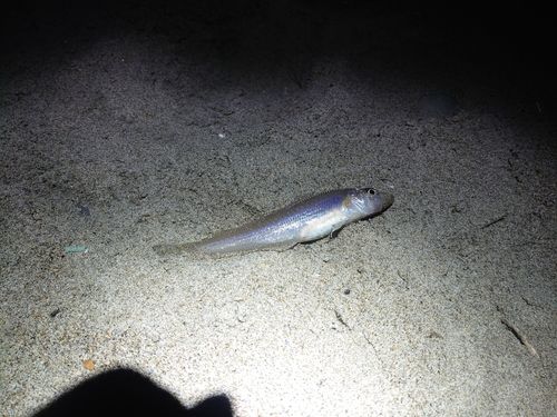 キスの釣果