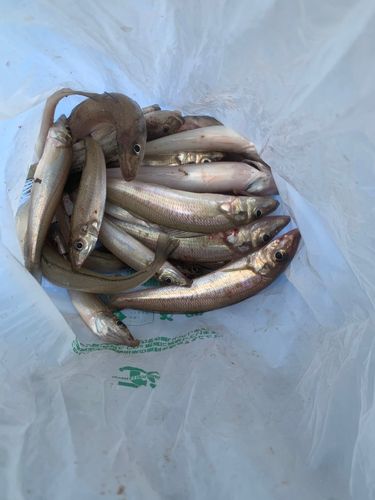キスの釣果