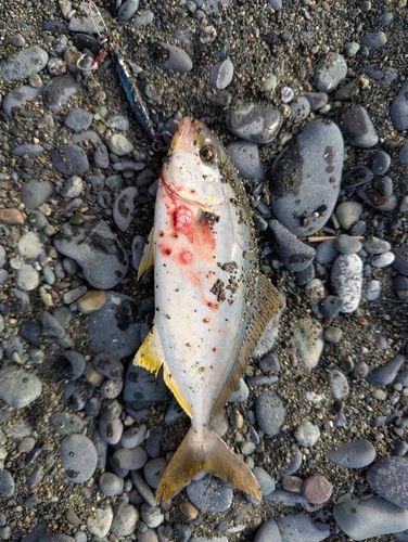 ショゴの釣果