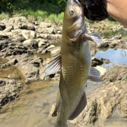 アメリカンキャットフィッシュ