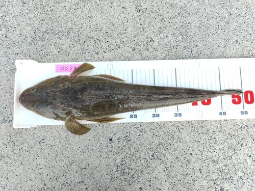 マゴチの釣果