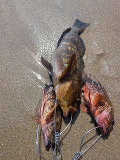 アイナメの釣果