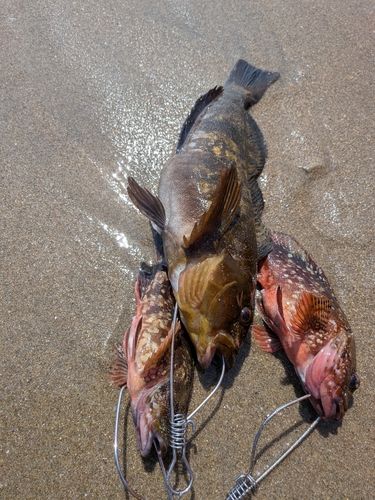 アイナメの釣果