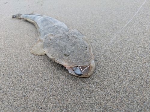 マゴチの釣果